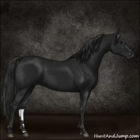 Horse Color:Gray Black 