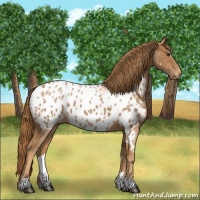 Horse Color:Chestnut Appaloosa