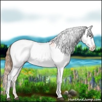 Horse Color:Chestnut Appaloosa