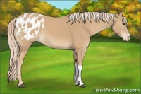 Horse Color:Palomino Blanket 