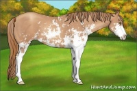 Horse Color:Gold Champagne Sabino 