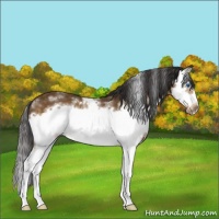 Horse Color:White Spotted Buckskin Splash Frame 