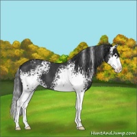 Horse Color:White Spotted Black Splash