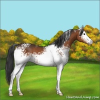 Horse Color:White Spotted Bay 