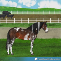 Horse Color:Gray White Spotted Bay 