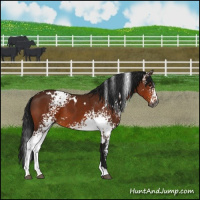 Horse Color:Gray White Spotted Bay 