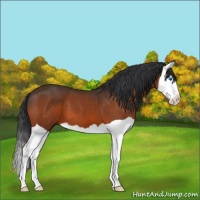 Horse Color:Bay Splash 