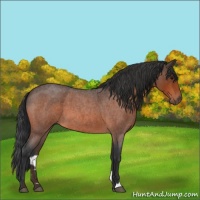 Horse Color:Bay Roan 
