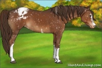 Horse Color:White Spotted Liver Chestnut Appaloosa 