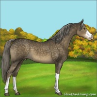 Horse Color:Chocolate Palomino Appaloosa 