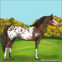 Horse Color:White Spotted Liver Chestnut Appaloosa 