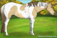 Horse Color:Sable Cream Champagne Tobiano Appaloosa