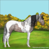 Horse Color:Brown Ice Roan Tobiano 