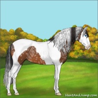 Horse Color:Bay Ice Splash Tobiano 