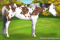 Horse Color:White Spotted Bay Splash 