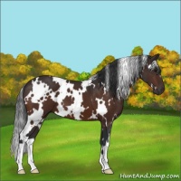 Horse Color:White Spotted Bay 