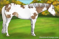 Horse Color:White Spotted Silver Buckskin Splash Frame Appaloosa 