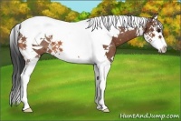 Horse Color:Bay Splash Tobiano 