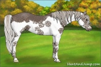 Horse Color:Silver Black Splash