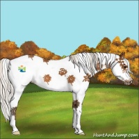Horse Color:Silver Bay Splash Frame 