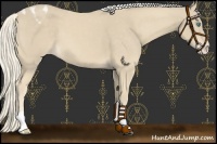 Horse Color:Cremello Mushroom Appaloosa