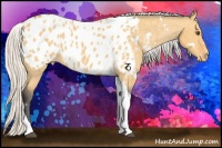 Horse Color:White Spotted Silver Buckskin Dun Tobiano Appaloosa 