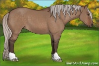 Horse Color:Silver Brown Dun