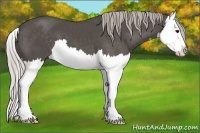 Horse Color:Silver Black Sabino Splash 