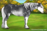 Horse Color:Silver Brown Chinchilla Sabino