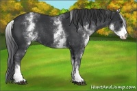 Horse Color:White Spotted Black Rabicano 