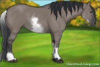Horse Color:White Spotted Grullo