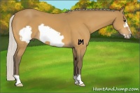 Horse Color:Silver Buckskin Frame