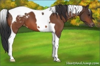Horse Color:Bay Tobiano Blanket 