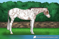 Horse Color:Brown Roan Splash Appaloosa 