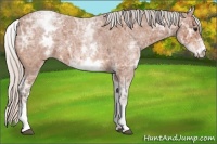 Horse Color:White Spotted Silver Bay Ice Roan 