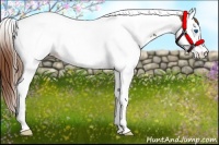 Horse Color:Chestnut Splash Tobiano