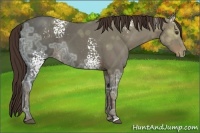 Horse Color:White Spotted Liver Chestnut Ice