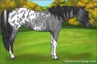 Horse Color:Blue Roan Tobiano Appaloosa 