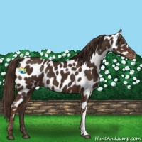 Horse Color:Liver Chestnut Appaloosa 