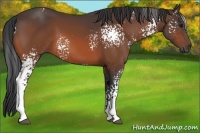 Horse Color:White Spotted Bay 