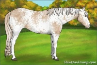Horse Color:White Spotted Palomino Ice 