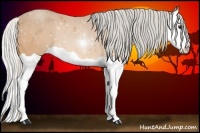 Horse Color:Silver Buckskin Splash