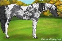 Horse Color:Black Ice Tobiano Rabicano 