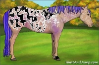 Horse Color:Painted Chestnut Ice Appaloosa 