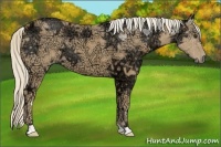 Horse Color:Palomino Ice 