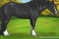 Horse Color:Black Sabino
