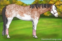 Horse Color:White Spotted Bay Splash 