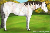 Horse Color:Bay Ice Roan Splash 