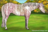 Horse Color:White Spotted Silver Bay Ice