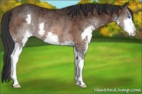 Horse Color:Bay Ice Roan Splash Rabicano 